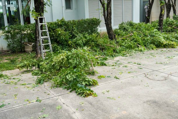 Best Hedge Trimming  in USA